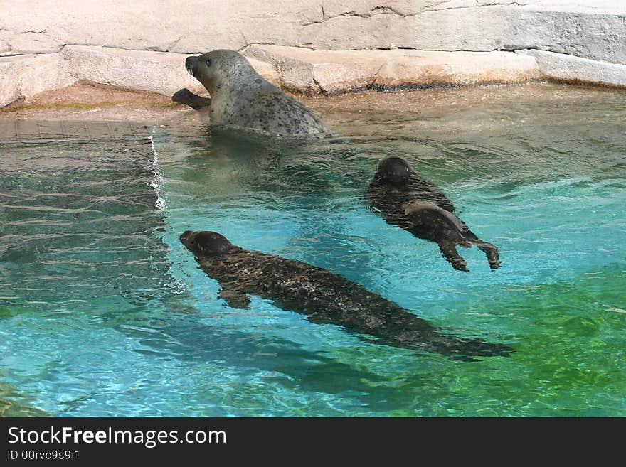 Sea Lions At Play