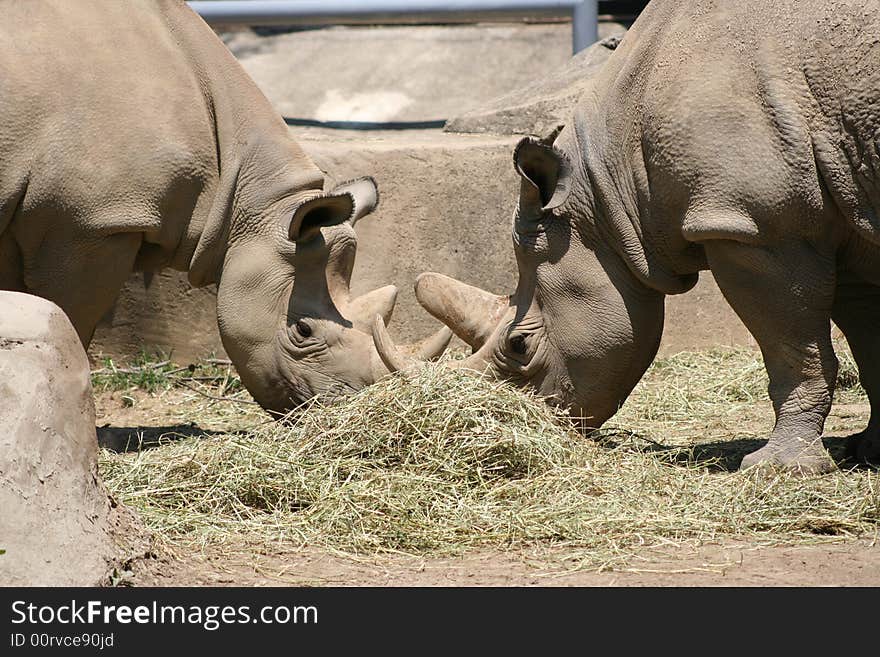 Two Rhinoceros Eating