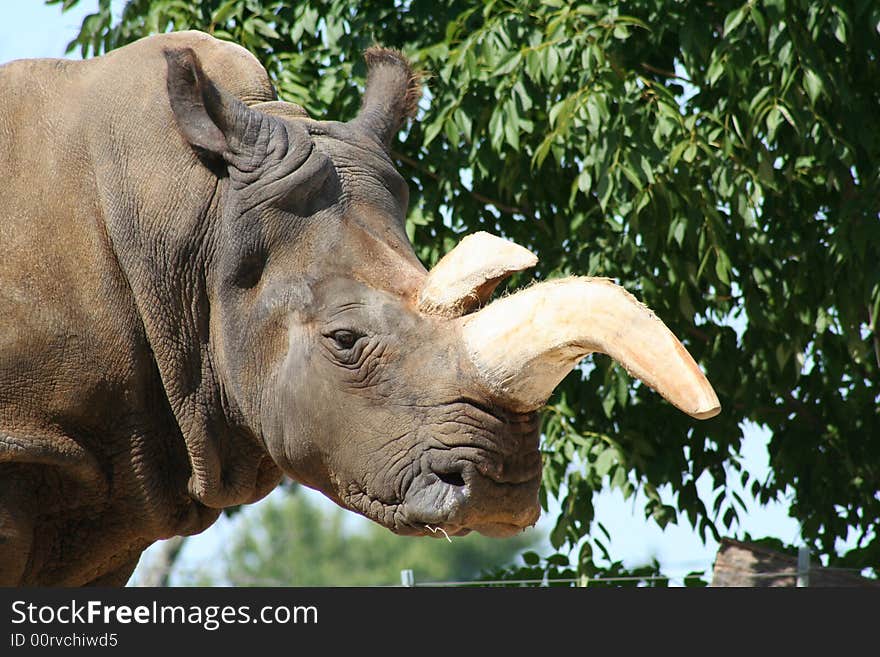 Rhinoceros Eating