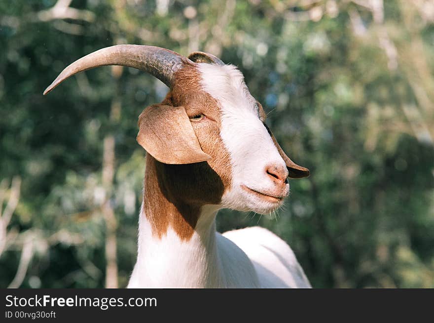 The head of a brown and white goat with a mottled green background