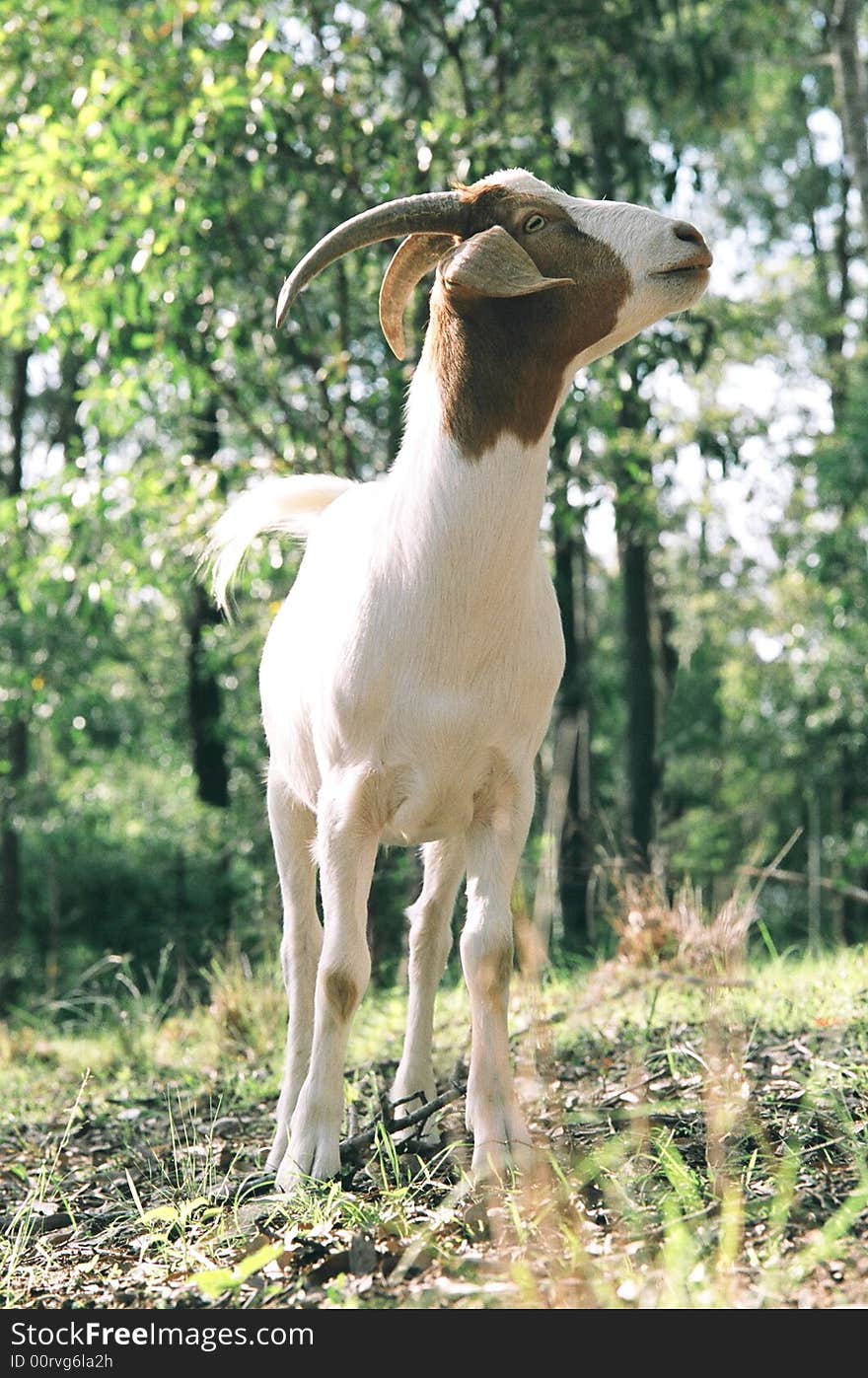 A front on view of a goat standing with its head turned and looking up