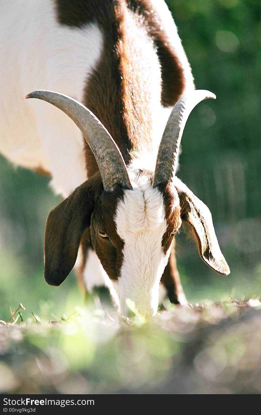 A front on view of a goat with its head down