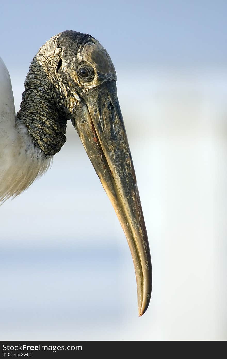 A Wood Stork posed brefly for me to compose this shot