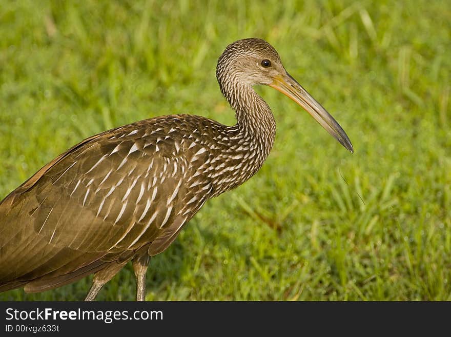 A Limpkin searching the wet grass in a field for a meal. A Limpkin searching the wet grass in a field for a meal