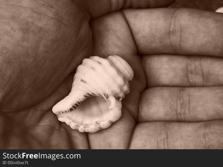 White small shell in human palm. White small shell in human palm.