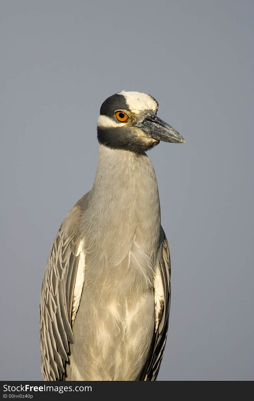 A Yellow-crowned Night Heron posed for this photo on the branch of a dead tree. A Yellow-crowned Night Heron posed for this photo on the branch of a dead tree