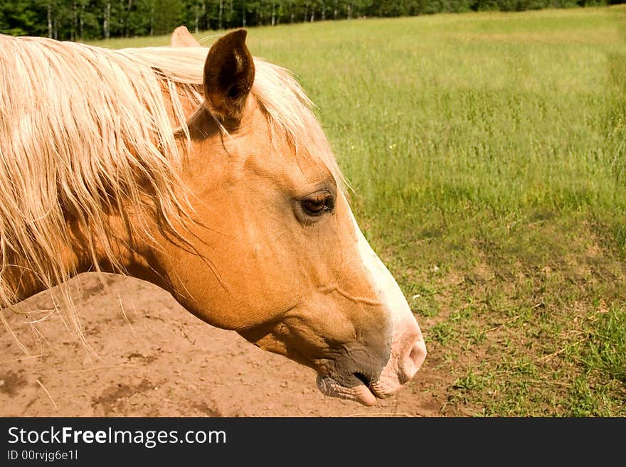 A blond colored  arabian horse in a field. A blond colored  arabian horse in a field