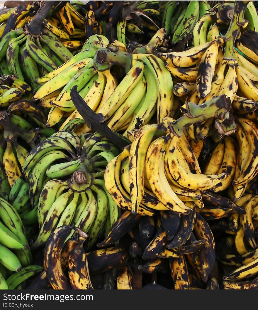 Bananas on the stalk in various stages of rippening. Bananas on the stalk in various stages of rippening