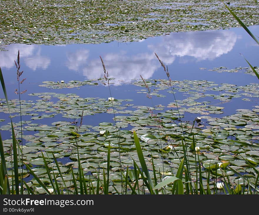 Lily pads in a pond with spring clouds reflected in the still water. Lily pads in a pond with spring clouds reflected in the still water