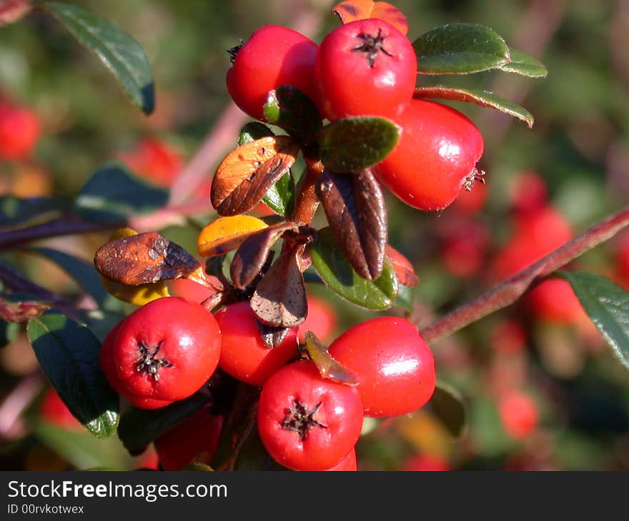 Red Berries