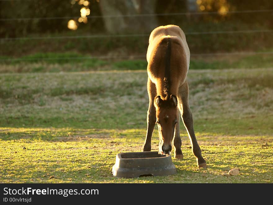 Thirsty Foal