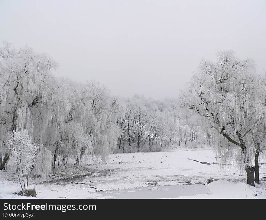 Frozen tree