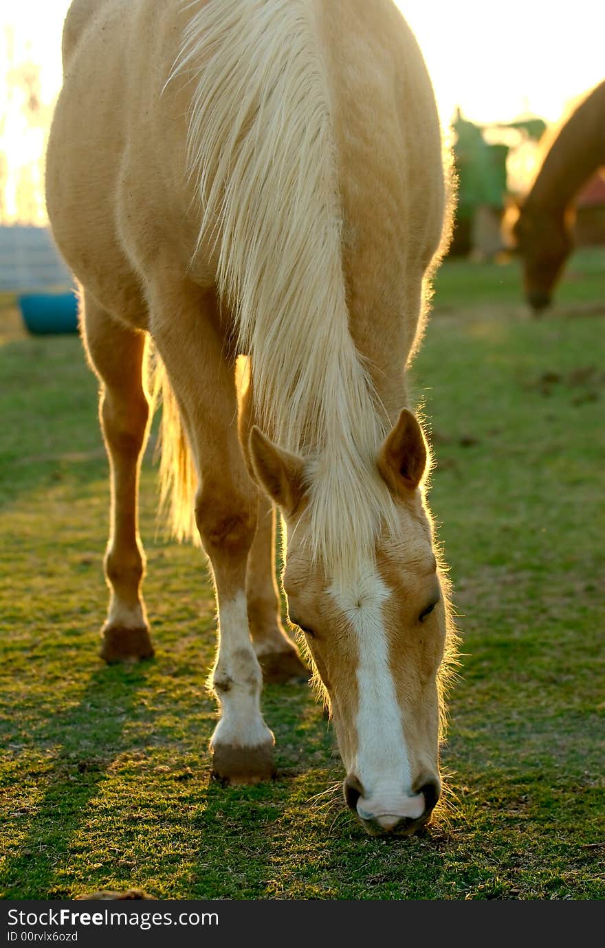 A horse grazing in a field. A horse grazing in a field.