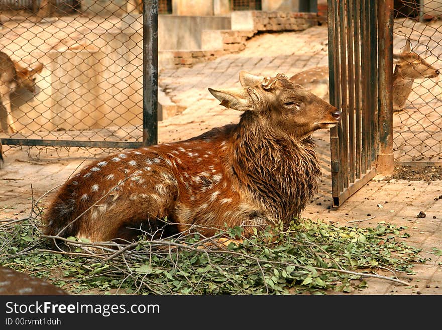 Deer Animals china beijing asia