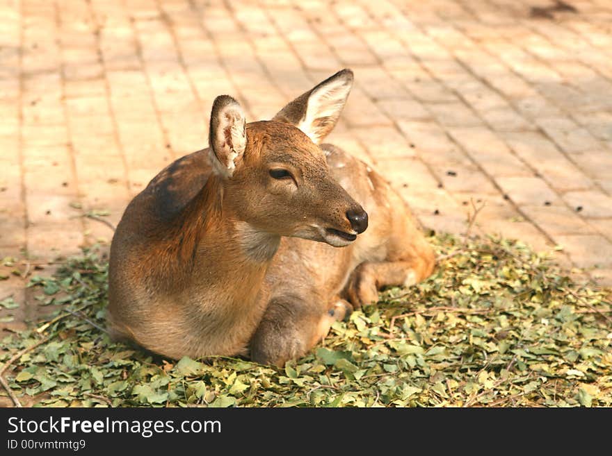 Deer Animals china beijing asia