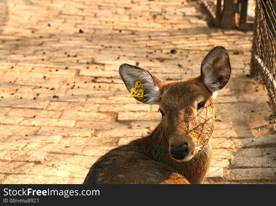 Deer Animals china beijing asia