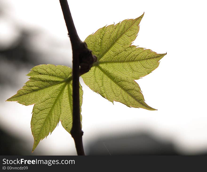 Newly bourgeoned leafages in Spring. Newly bourgeoned leafages in Spring.