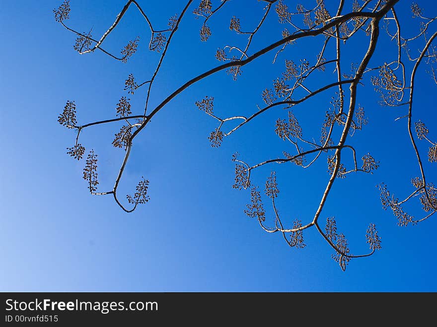 The tree in winter