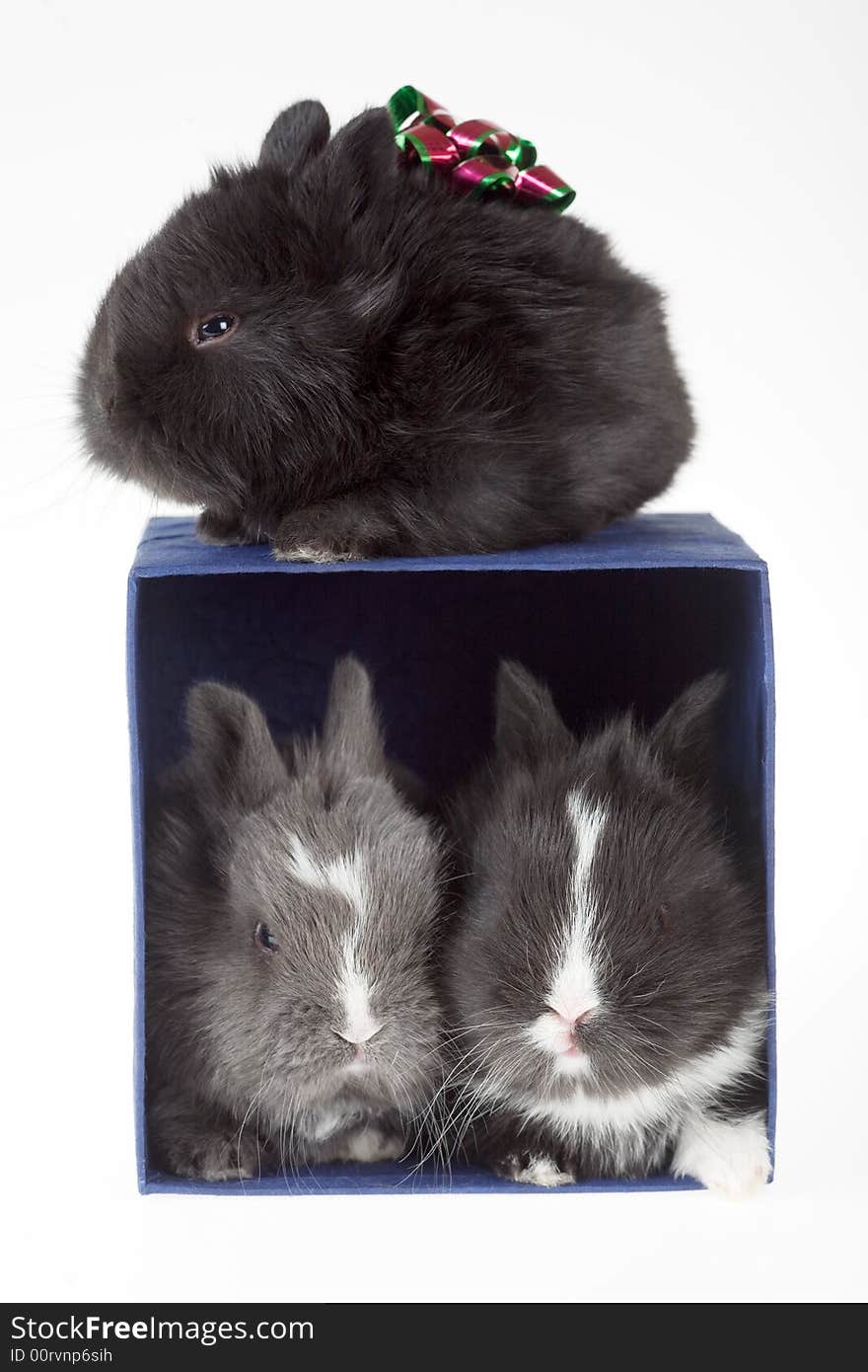 Three bunny and a blue gift box, isolated