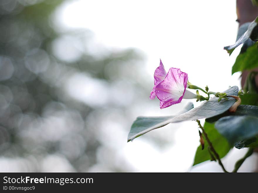 A morning glory flower in the resident area