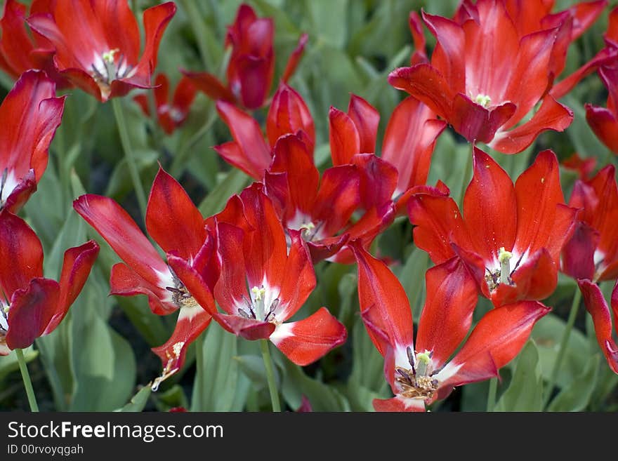 Close up of the red tulips petals