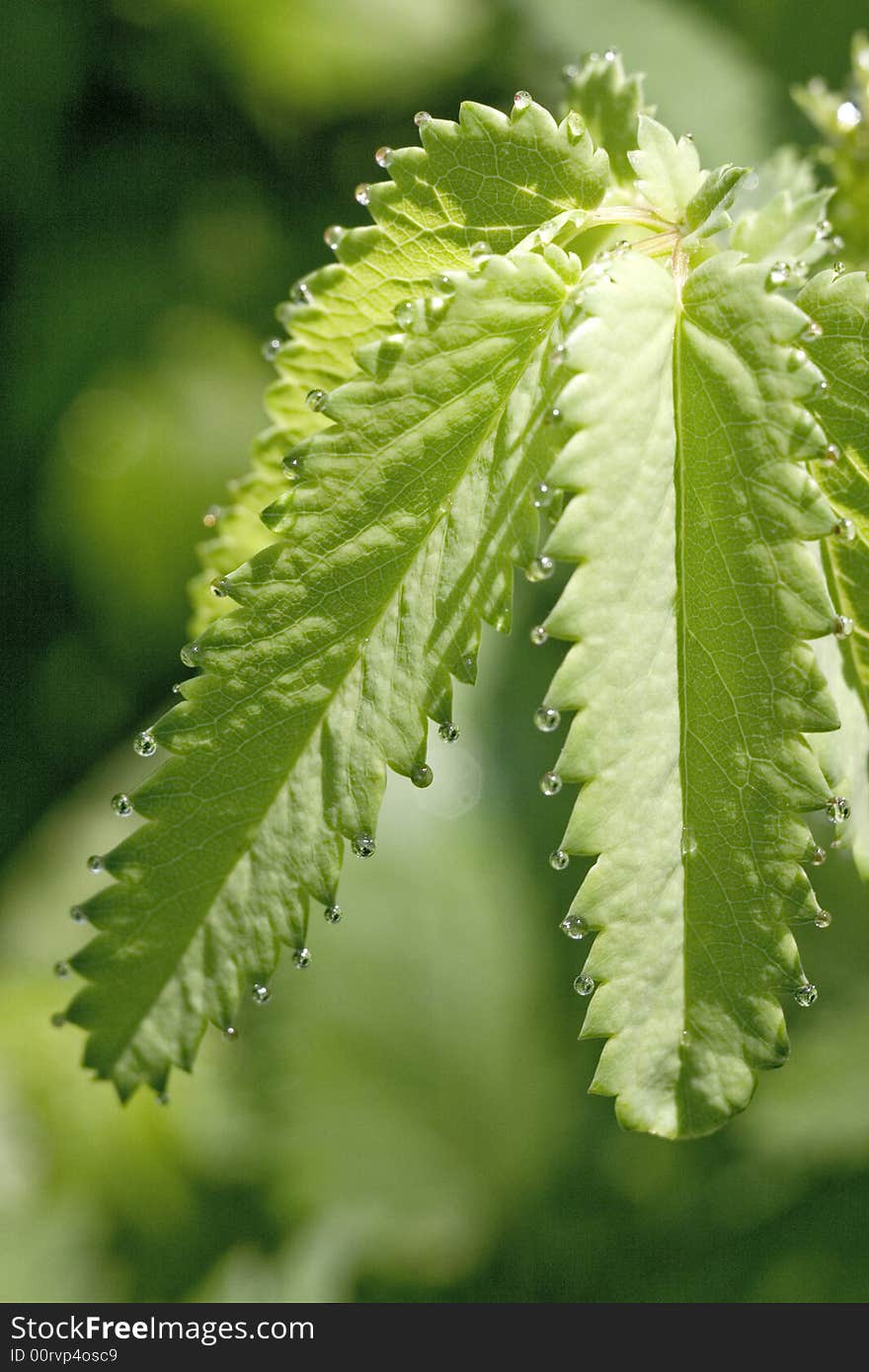 Small silvery drops of dew on a green sheet. Small silvery drops of dew on a green sheet.