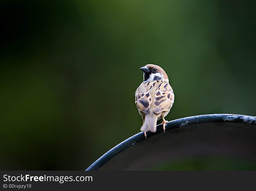 Bird on a bin