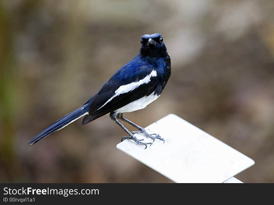 Caught a bird perching on a white board. Caught a bird perching on a white board