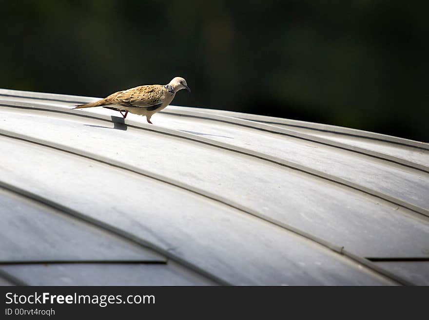 Pigeon on the rooftop