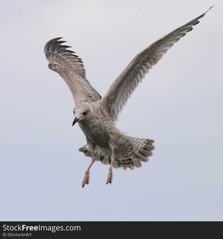 A seagull about to land