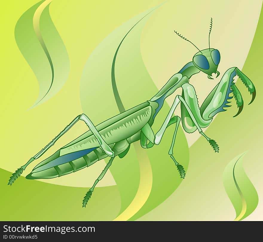 Insect mantis is going eat in grass, illustration