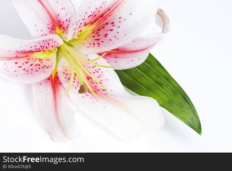 Close-up of delicate lily