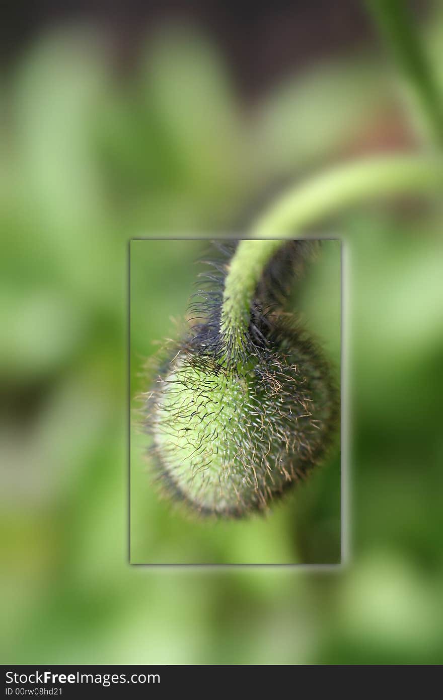 Close Up Of A Flower Bud