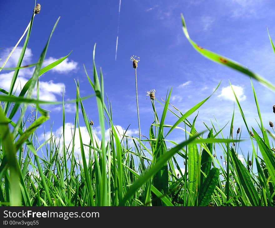 Meadow in bright sunshine with cluded sky. Meadow in bright sunshine with cluded sky