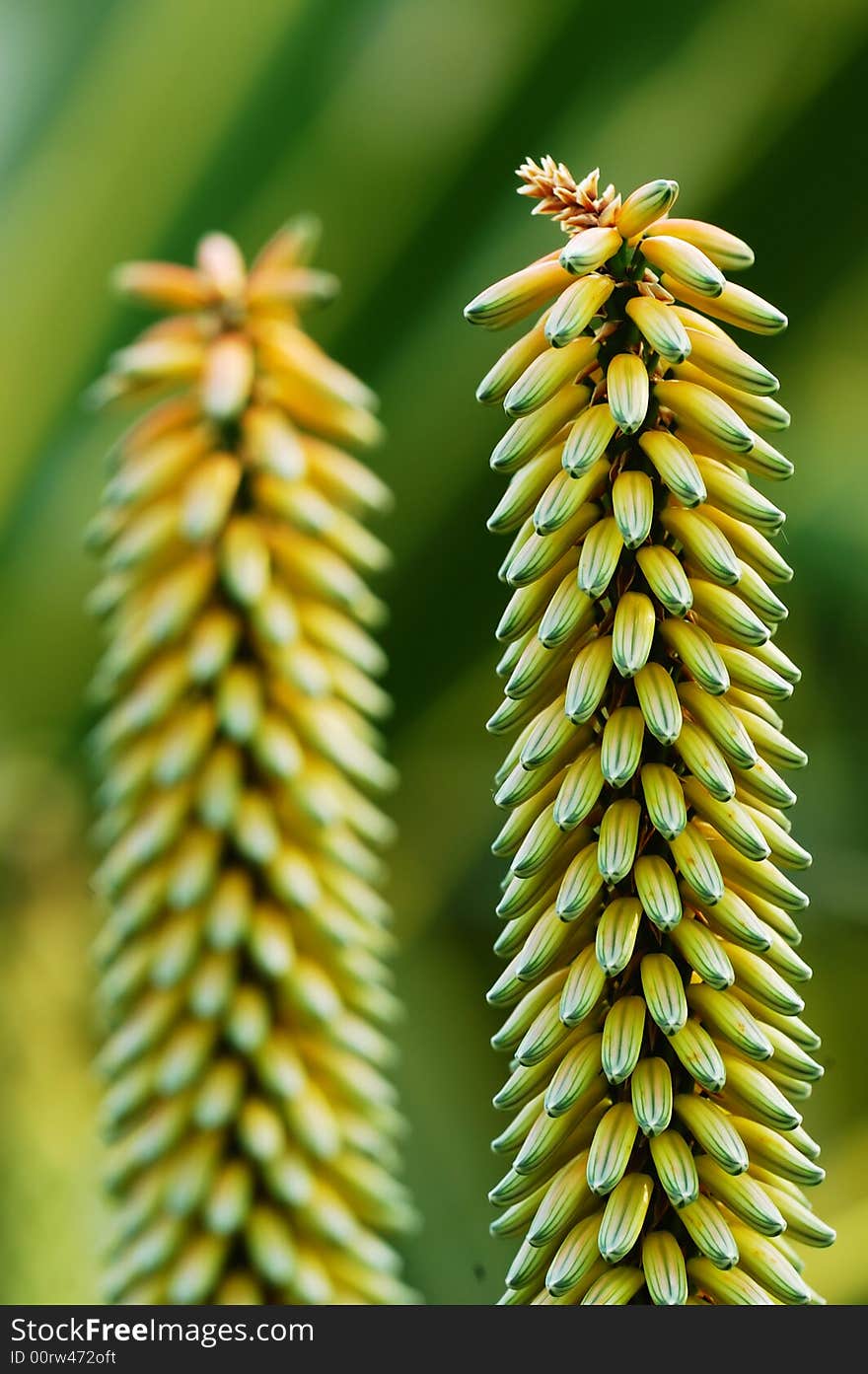 Aloe anthotaxy