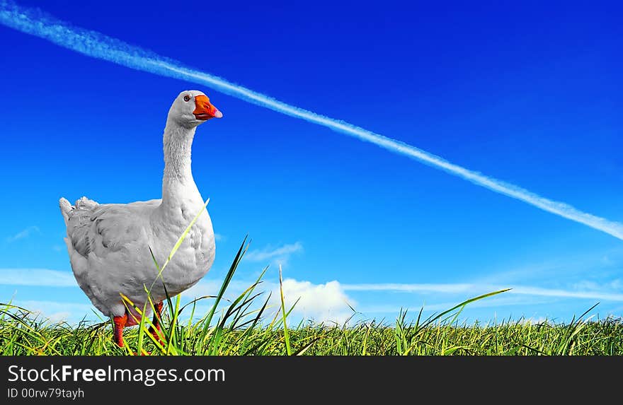 Dispersal field.  Goose, beautiful proud bird. A vapour trail is crossed by bright blue sky above a juicy green grass.