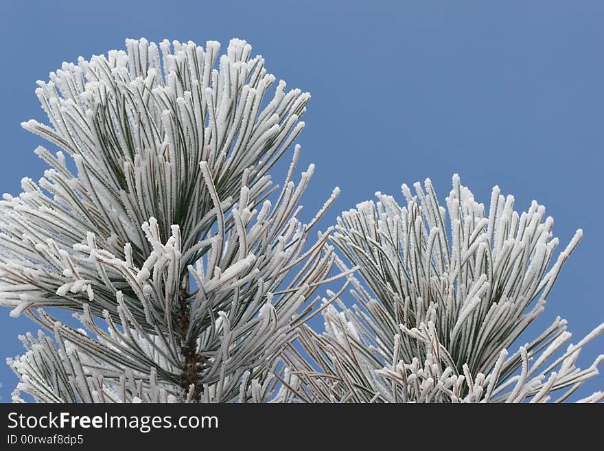 Ice Frost On Pine Tree