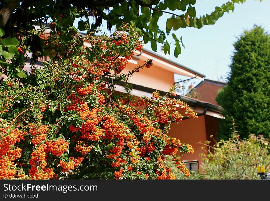 Orange berries in Florence, Italy