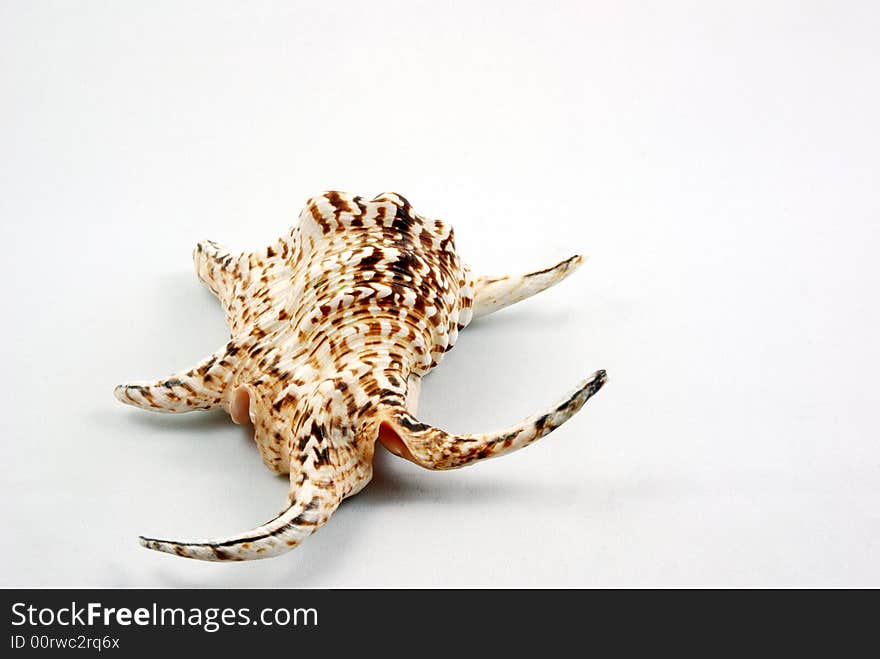 A barnacle from the coast of black sea