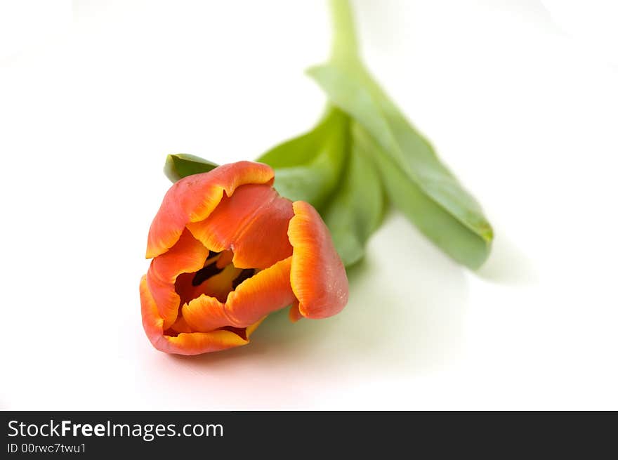 Objects_Flower_Tulip_001