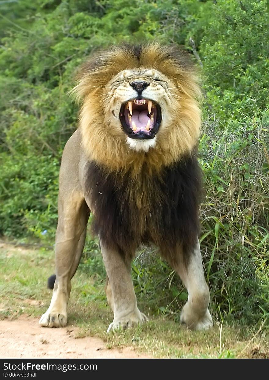 Laughing Lion