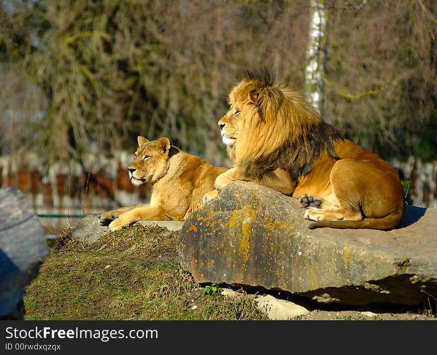 A lion couple enjoying the sun in a zoo. A lion couple enjoying the sun in a zoo.