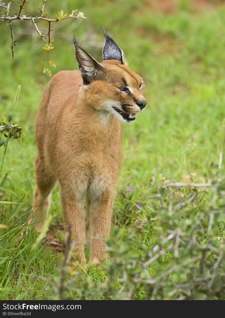 The Caracal is known to be very clever. The Caracal is known to be very clever