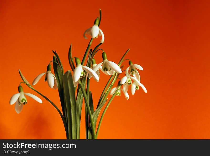 Snowdrops