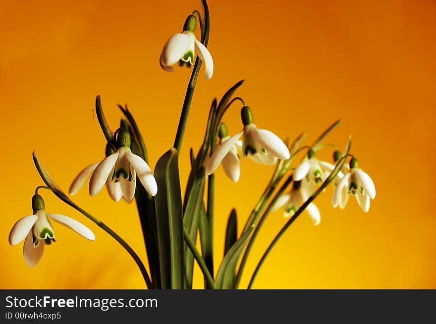 Snowdrops