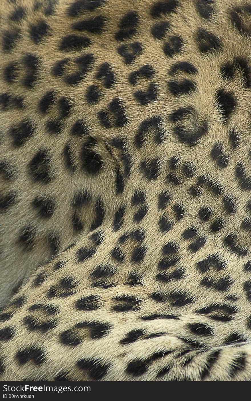 Fur Of Leopard