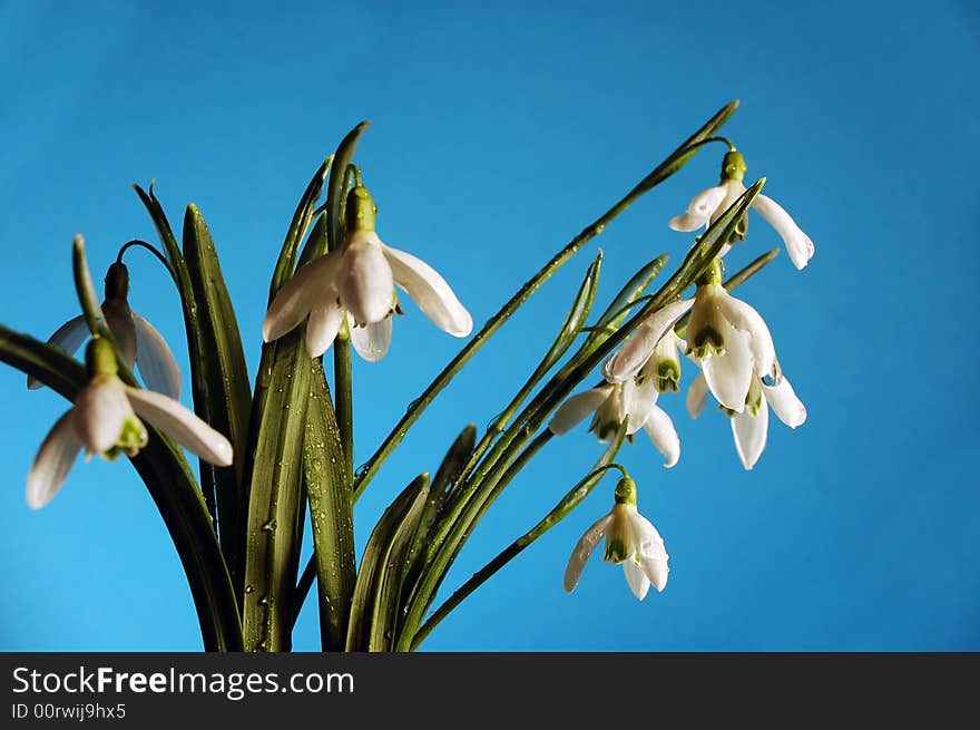 Snowdrops