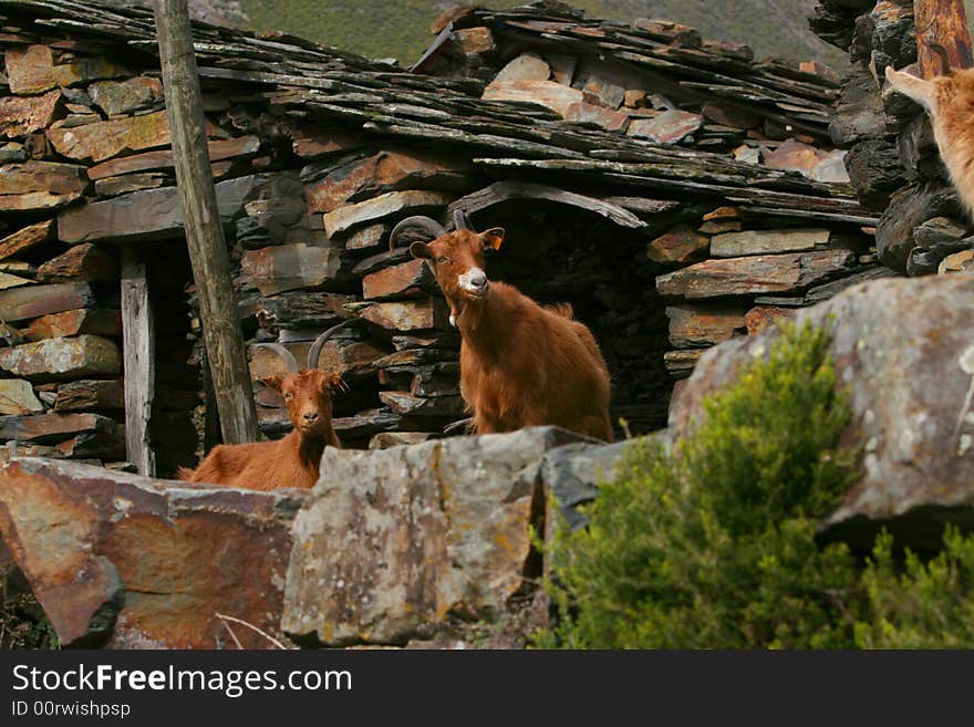 Goats watch up side of the rock