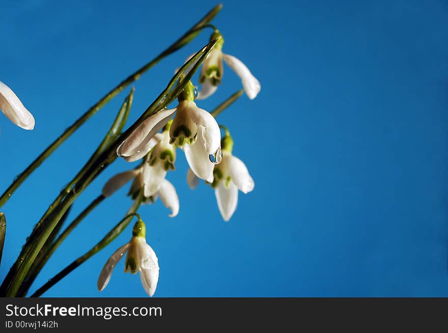 Snowdrops