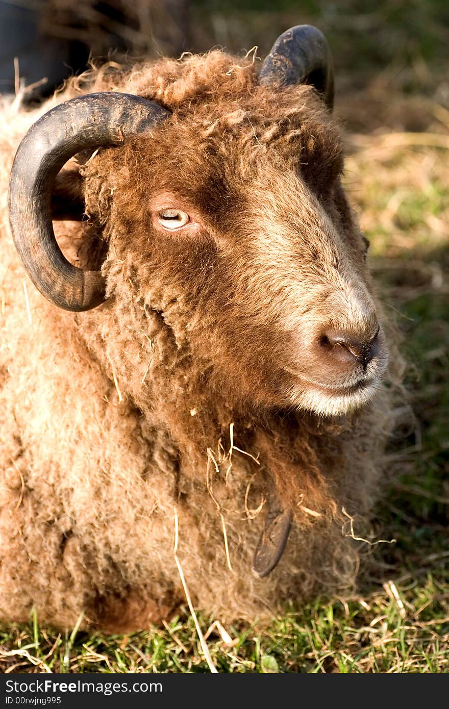 Brown ram